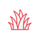 Duozhongcao